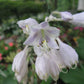Flemish Sky Hosta Plants online shopping
