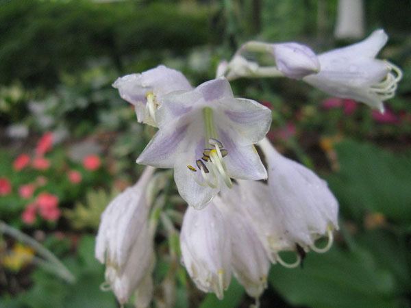 Flemish Sky Hosta Plants online shopping