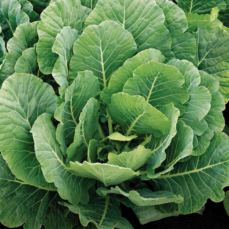 Top Bunch 2.0 F1 Collards