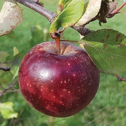 Black Oxford Heirloom Apple