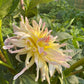 Cabana Banana Dahlia