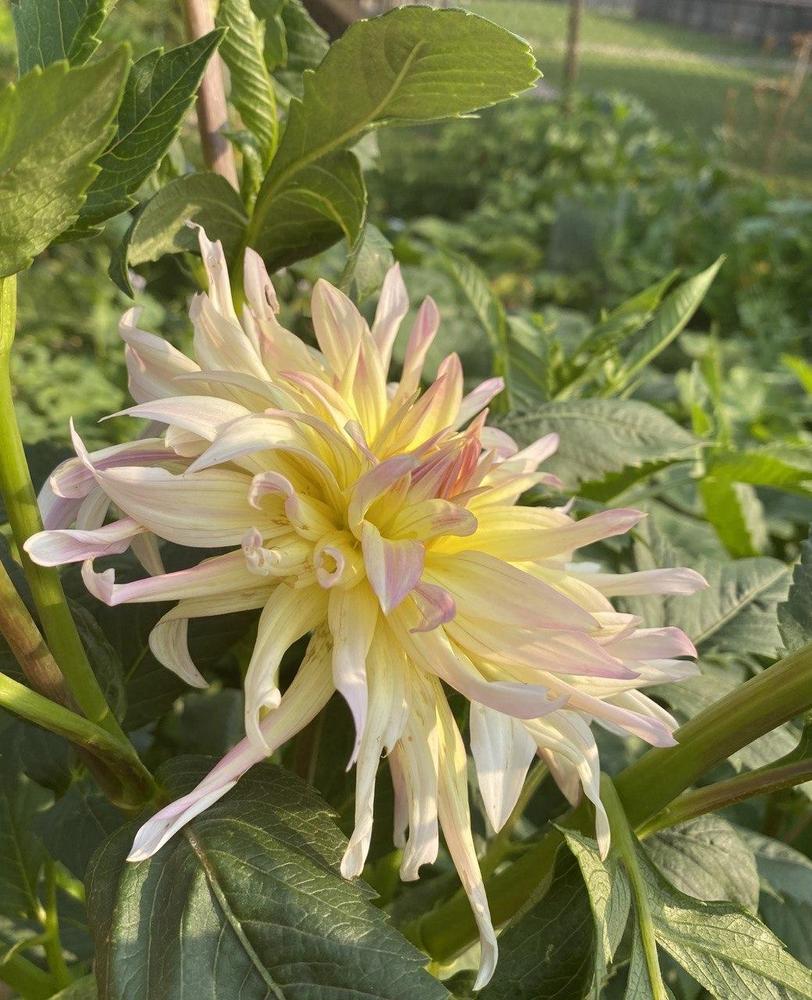 Cabana Banana Dahlia