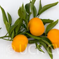 Honey Mandarin Budwood citrus plant material online shopping