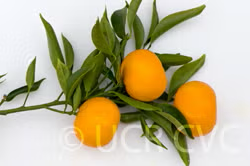 Honey Mandarin Budwood citrus plant material online shopping