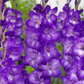 Performer Gladiolus Corms