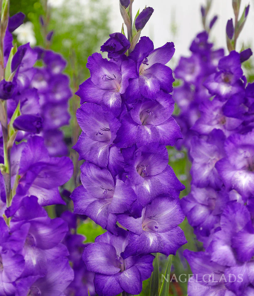 Performer Gladiolus Corms