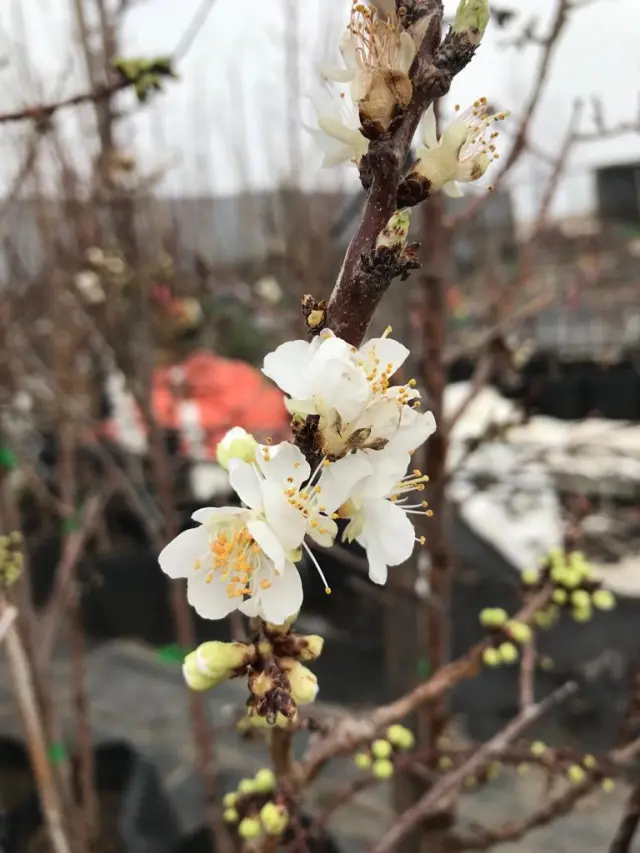Casino Apricot Prairie Hardy Self Pollinating Fruit Tree Spring Flowers