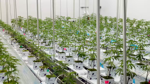 Grodan Pargro® PAR10 Block