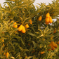 Nordmann Seedless Budwood citrus plant material online shopping