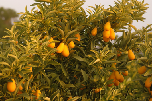 Nordmann Seedless Budwood citrus plant material online shopping