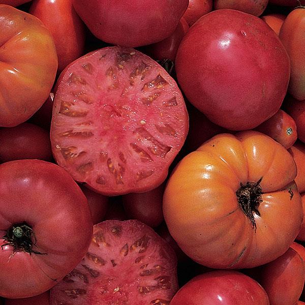 Mortgage Lifter Organic Tomato
