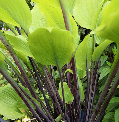 Chris’ Admin Hosta Plants online shopping