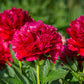Paeonia Lactiflora Henry Bockstoce
