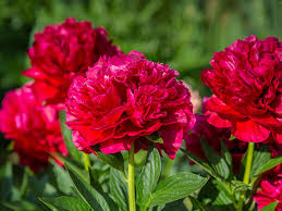 Paeonia Lactiflora Henry Bockstoce