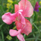 Miss Willmott Heirloom Sweet Pea seeds online shopping