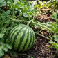 Black Beauty Mini Watermelon