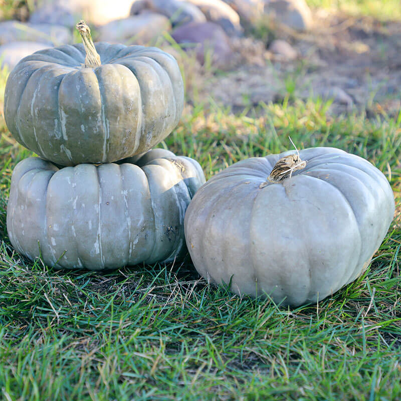 Jade Knight F1 Pumpkin Seeds online shopping