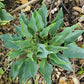 Twinkle Little Star Hosta Plants online shopping