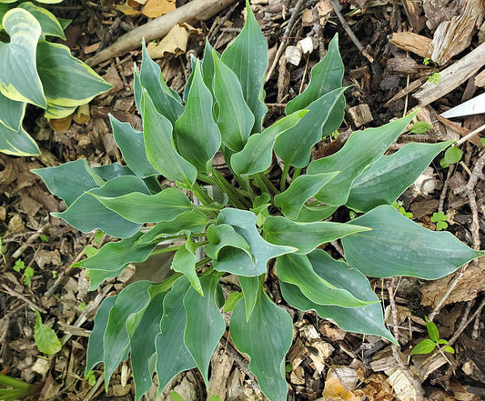 Twinkle Little Star Hosta Plants online shopping