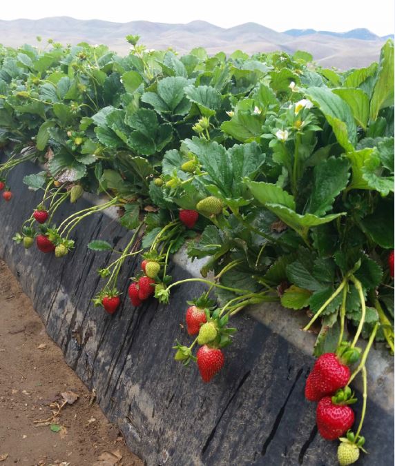 Ruby June Short Day Strawberry
