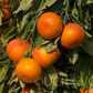 Temple x Dancy Mandarin Hybrid Budwood citrus plant material online shopping