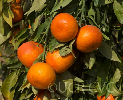 Temple x Dancy Mandarin Hybrid Budwood citrus plant material online shopping