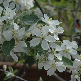 Dexter Jackson Ultra Hardy Apple – EVERGREEN