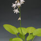 Ki-renjyaku Hosta Plants online shopping