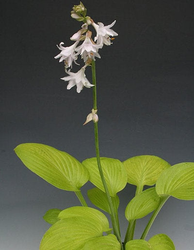 Ki-renjyaku Hosta Plants online shopping