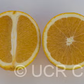 Everhard Navel Orange Budwood citrus plant material online shopping