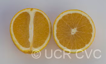 Everhard Navel Orange Budwood citrus plant material online shopping