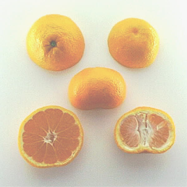 Frost Owari Satsuma Mandarin Budwood citrus plant material online shopping
