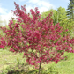 Prairifire Crabapple