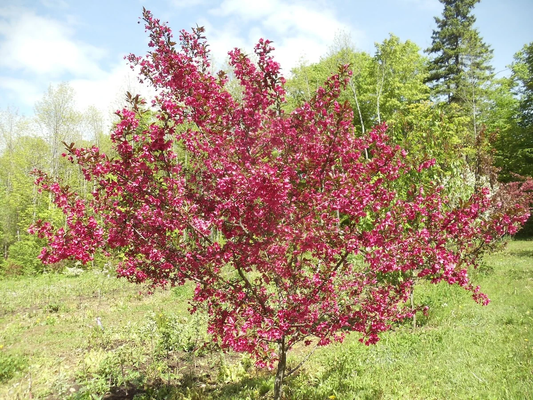 Prairifire Crabapple