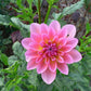 Excentric Dahlia Plants online shopping