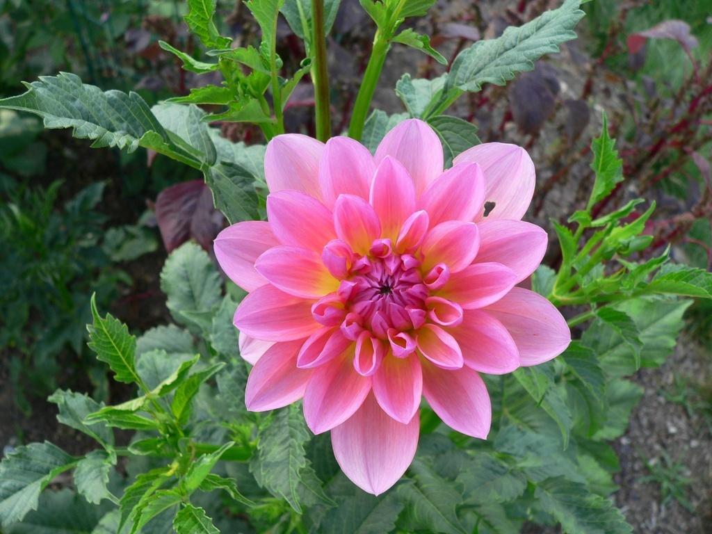 Excentric Dahlia Plants online shopping