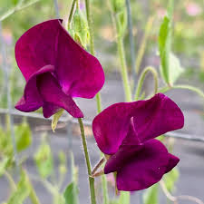 Hannah Dale Heirloom Sweet Pea seeds online shopping