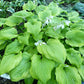 Sentimental Journey Hosta Plants online shopping