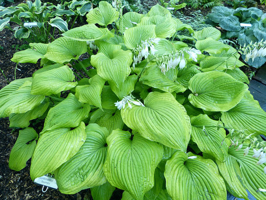 Sentimental Journey Hosta Plants online shopping