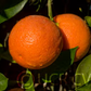 Sanguinello A Pignu Blood Orange Budwood citrus plant material online shopping