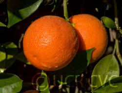 Sanguinello A Pignu Blood Orange Budwood citrus plant material online shopping