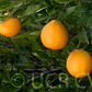 US Superna USDA 88-2 Mandarin Hybrid Budwood citrus plant material online shopping
