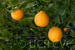 US Superna USDA 88-2 Mandarin Hybrid Budwood citrus plant material online shopping