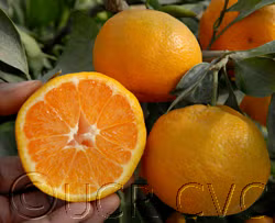 Sidi Aissa Clementine Budwood citrus plant material online shopping