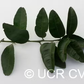US 119 Duncan Grapefruit x Trifoliate X Succory Sweet Orange Trifoliate Hybrid Budwood citrus plant material online shopping