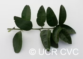 US 119 Duncan Grapefruit x Trifoliate X Succory Sweet Orange Trifoliate Hybrid Budwood citrus plant material online shopping