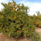 Carte Noir Clementine Budwood citrus plant material online shopping