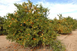 Carte Noir Clementine Budwood citrus plant material online shopping