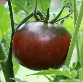 Black Krim Organic Tomato Seeds online shopping