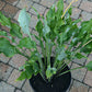 Holar Wild Side Hosta Plants online shopping